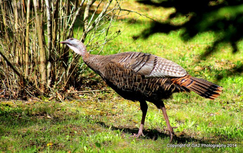 In the Spring of 2014, a hen turkey became a regular visitor around the Willow Bank. Bring your camera and take a moment to capture images of the wild-life that call this area home.